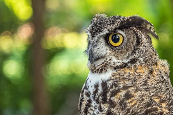 Close up of an owls face